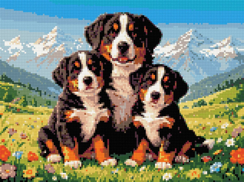 Timanttikuvio - Bernese Mountain Dogs