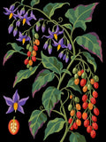 Thumbnail for Numeromaalaus punakoisosta, jossa violetit kukat ja punaiset marjat mustalla taustalla.