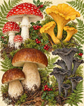 Thumbnail for Botanical Mushroom Plate, 40x50 cm timanttimaalaus – alkuperäinen kuva, josta kuvio on tehty