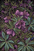 Thumbnail for Dark Purple Woodland Flowers, 40x60 cm timanttimaalaus – koko kuvion esikatselu ilman lähikuvaa
