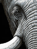 Thumbnail for Mustavalkoinen norsun silmän ja rypyläisen ihon lähikuva, 60x80 cm timanttimaalaus – lopullisen kuvion esikatselu