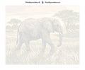 Thumbnail for Numeroitu kangas - Elephant in Savanna 50x40cm