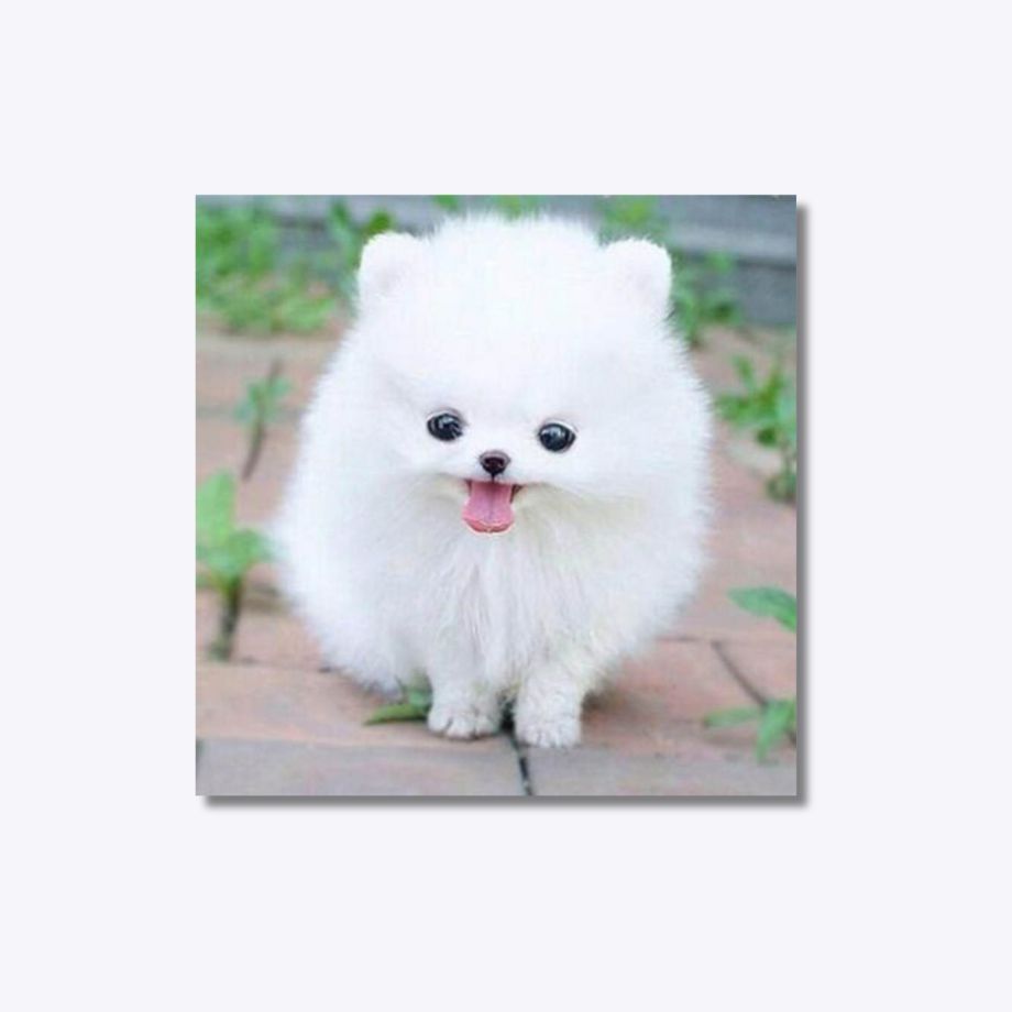 Fluffy Puppy 20x20cm - Timanttimaalaus