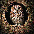 Thumbnail for Timanttikuvio - Hollow Tree Owl