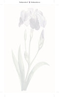 Thumbnail for Numeroitu kangas - Japanese Iris Large Blue Iris 40x70cm
