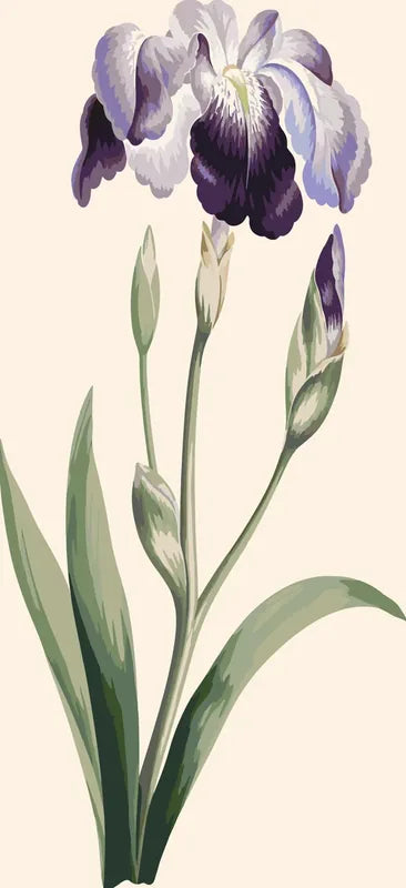 Japanese Iris Large Blue Iris numeromaalaus - John Edwards
