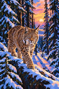 Thumbnail for Ilves lumisessa metsässä auringonlaskun aikaan numeromaalaus