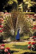 Thumbnail for Timanttikuvio - Majestic Garden Peacock