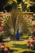 Thumbnail for Timanttikuvio - Majestic Garden Peacock