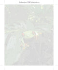 Thumbnail for Numeroitu kangas - Red-Eyed Treefrog 40x50cm