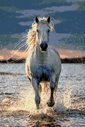 Thumbnail for Timanttikuvio - Running White Horse