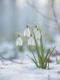 Thumbnail for Timanttimaalaus valkoisista lumikelloista sulavalla hangella.