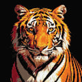 Thumbnail for Timanttikuvio - Staring Tiger