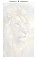 Thumbnail for Numeroitu kangas - Lion Portrait Close-Up 40x70cm