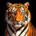 Thumbnail for Timanttimaalaus Staring Tiger