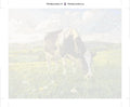 Thumbnail for Paint by numbers canvas - Cow in Flower Field
