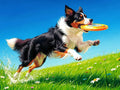 Thumbnail for Timanttimaalaus Frisbee Dog